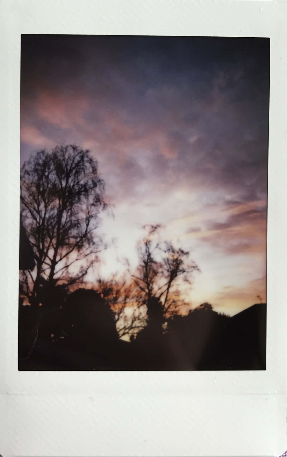 樹木剪影映襯著帶有紫色、粉紅色和橙色雲彩的多彩暮色天空。 — 寶麗來 GIF 壁紙