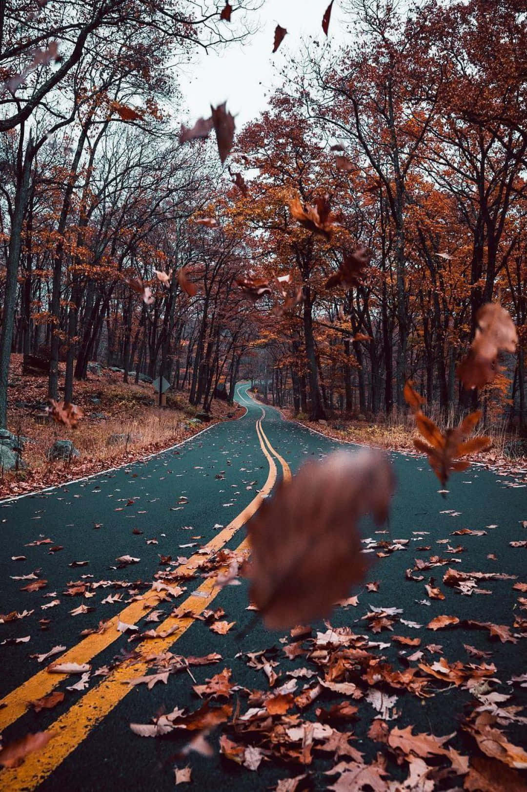 蜿蜒的道路穿過秋日森林，落葉在空中旋轉飄揚。