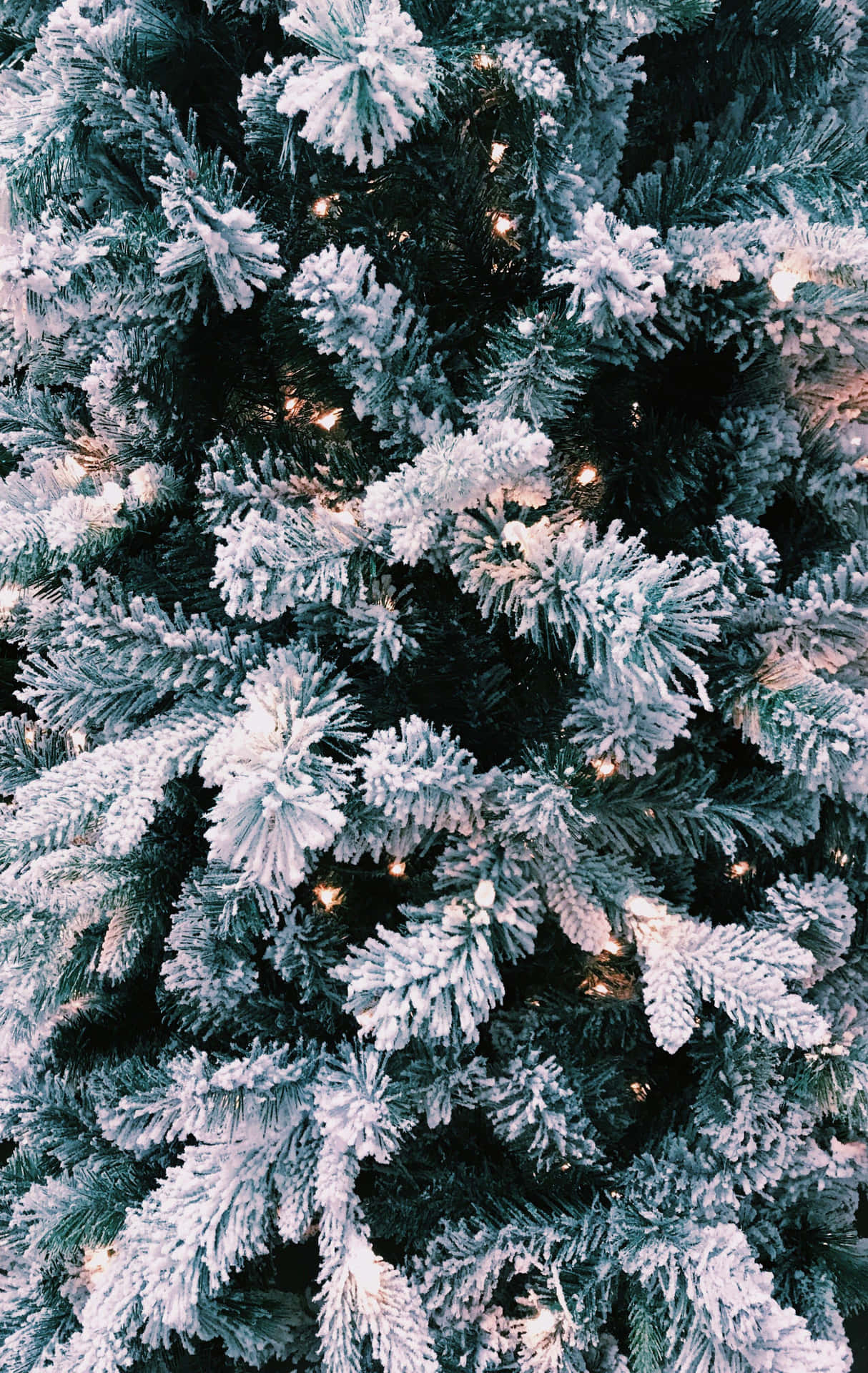 被雪覆蓋的常青樹枝，帶有閃爍的燈光