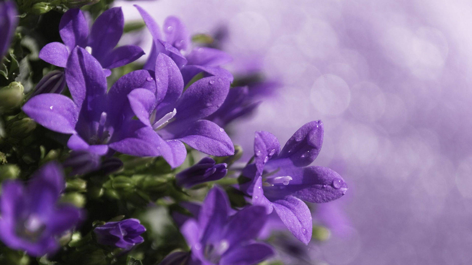 帶有露珠的紫色風鈴花，柔和薰衣草背景