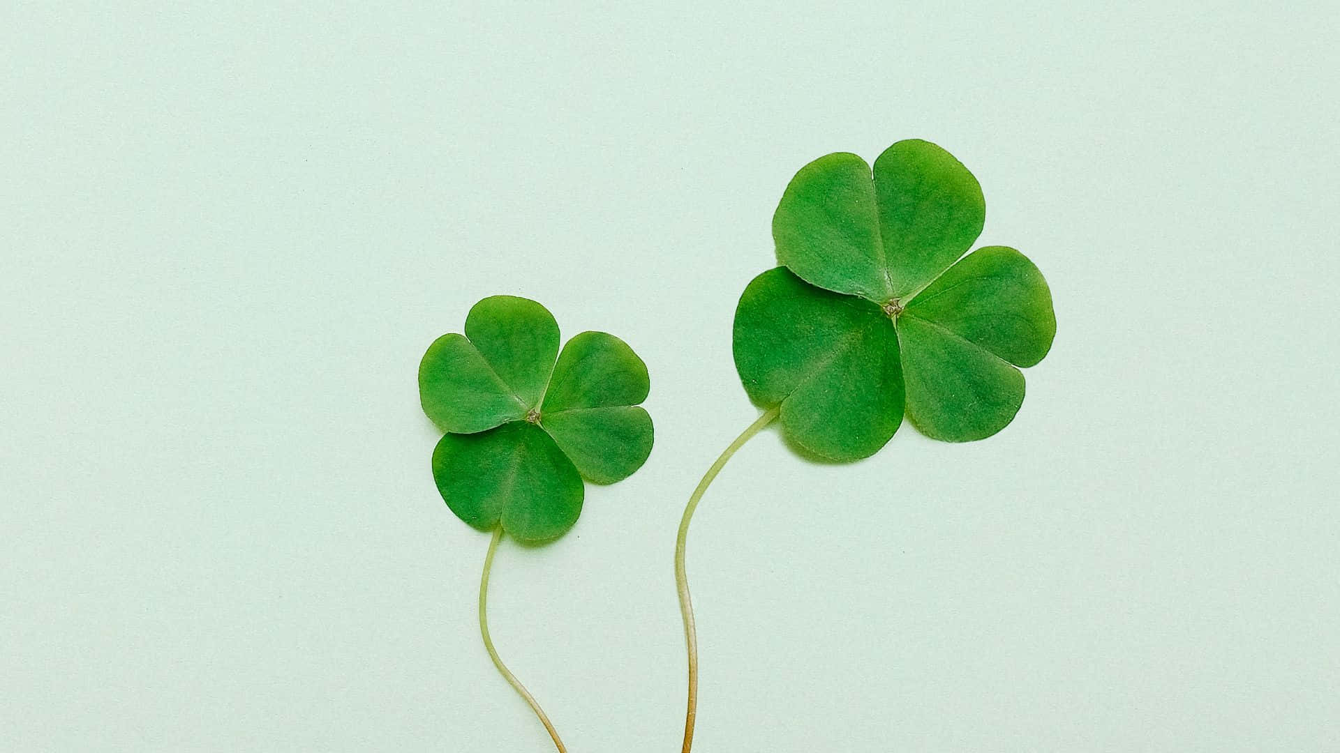 以時尚方式在 Zoom 上慶祝聖帕特里克節 壁紙 — 兩片充滿活力的綠色四葉草放在柔和的薄荷色背景上，象徵著幸運和自然寧靜的美。