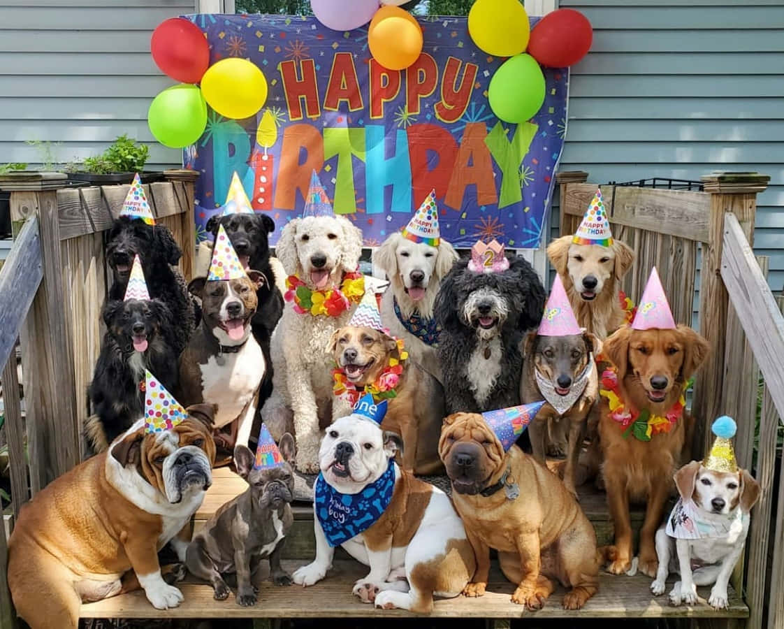 以時尚方式慶祝生日 壁紙 — 一群快樂的各種狗狗戴著派對帽和花環，在木甲板上，在色彩繽紛的「Happy Birthday」橫幅和氣球下一起擺姿勢。