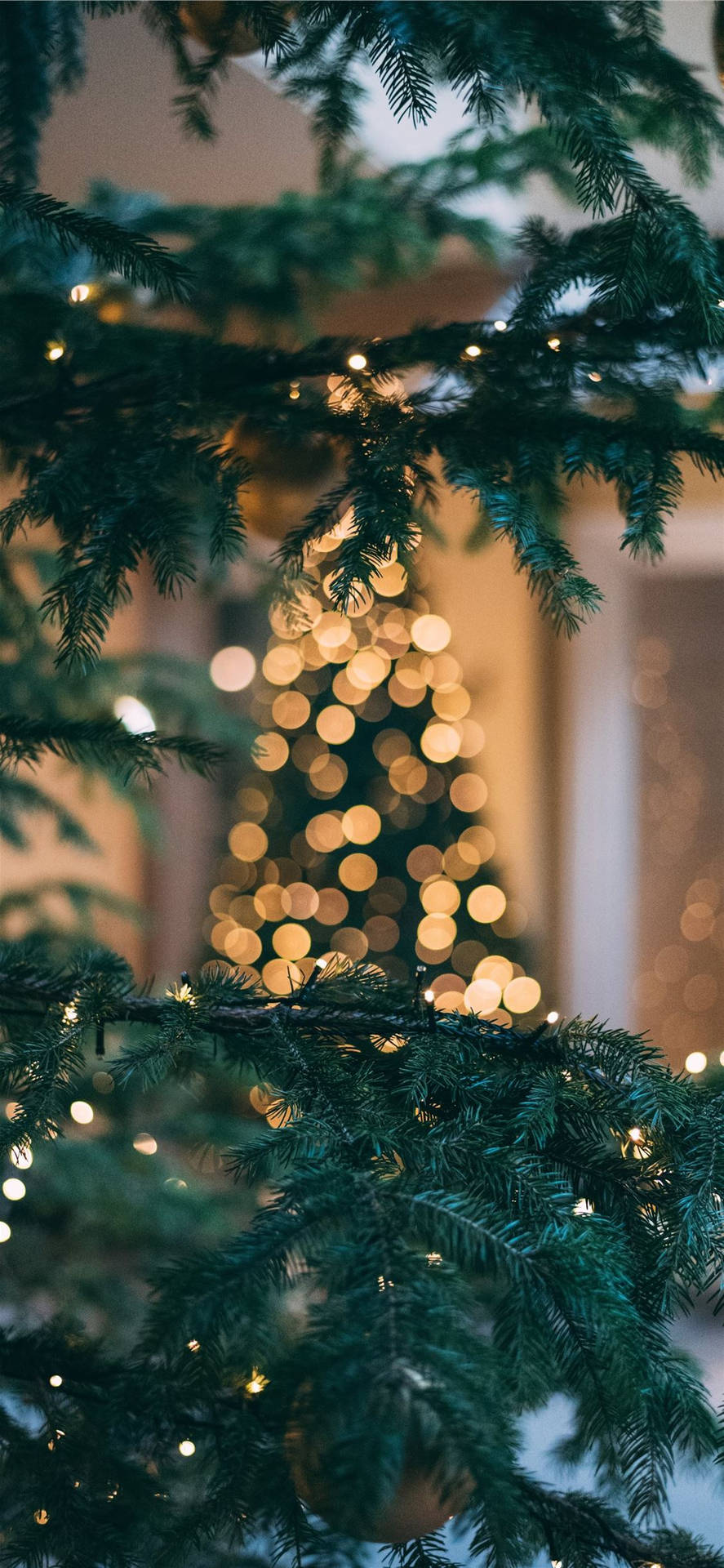 常綠樹枝與仙女燈圍繞著模糊的聖誕樹。