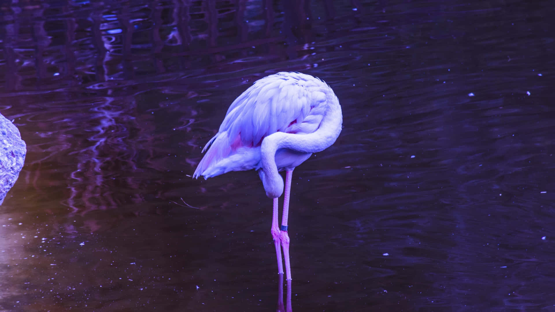一隻粉紅色的火烈鳥站在紫色的水中，在夜間整理羽毛。