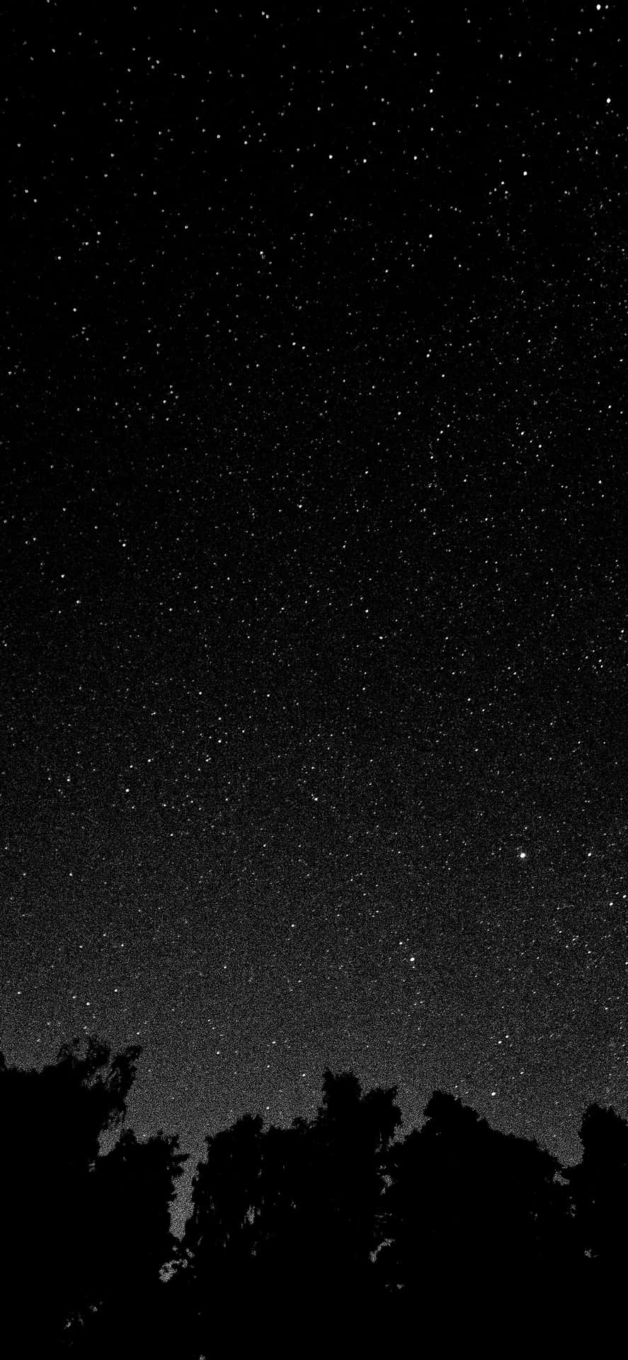 樹梢黑暗剪影之上的星空