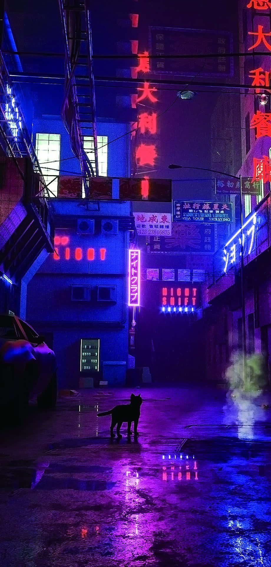 黑貓站在夜晚霓虹燈照亮的雨巷中