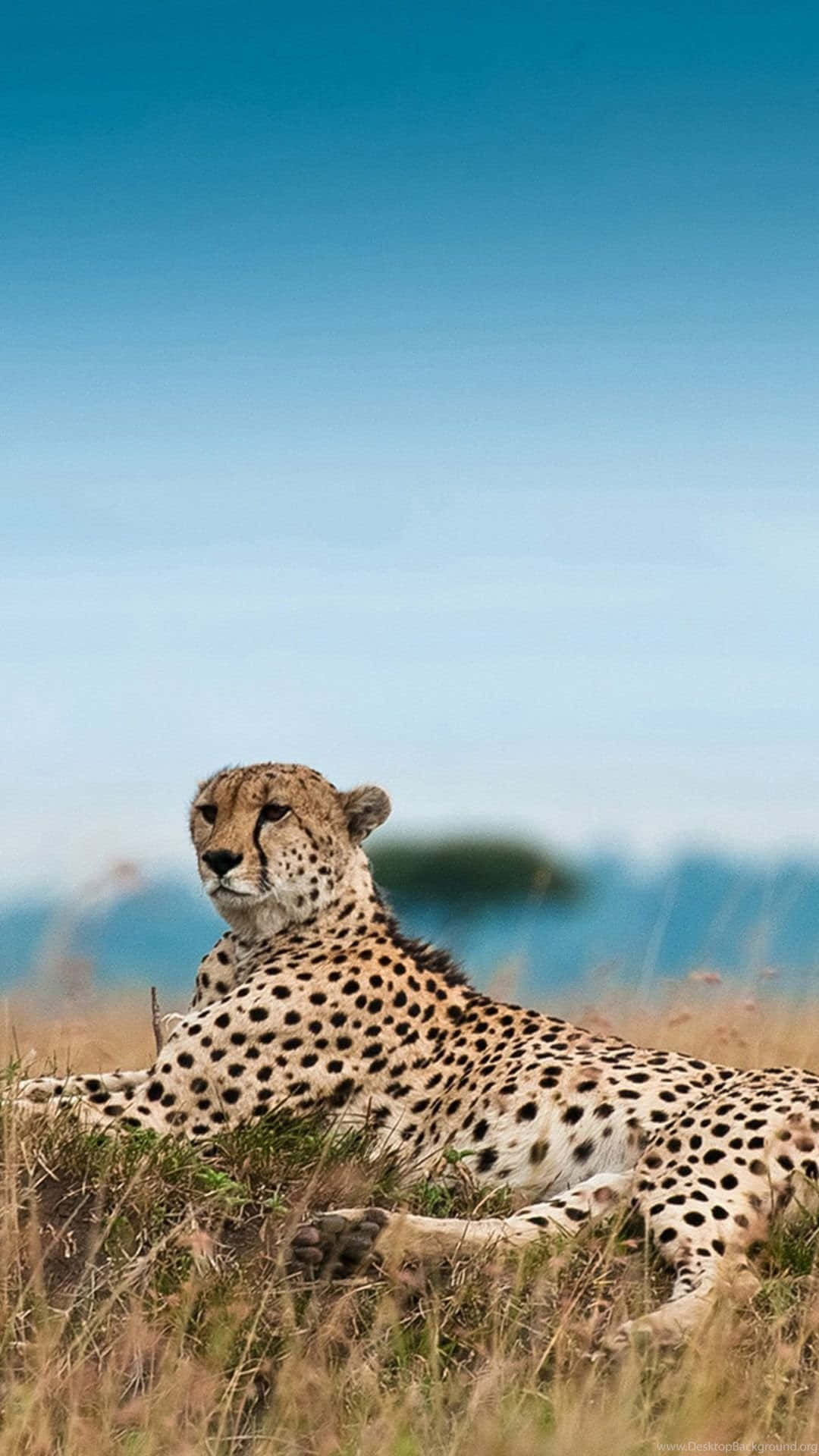 獵豹在高草中休息，藍天背景