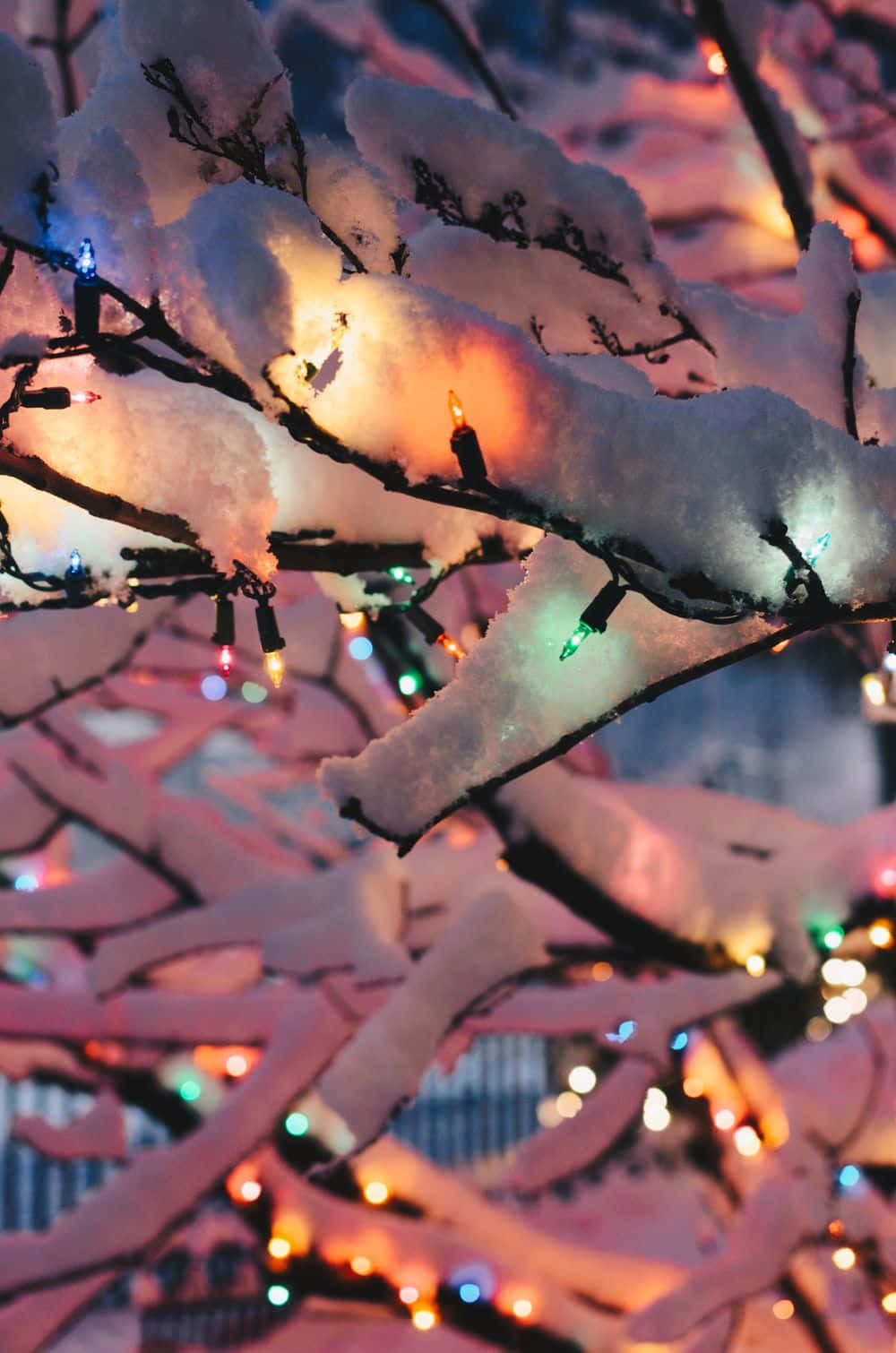 夜間被彩色節日燈光照亮的積雪樹枝。