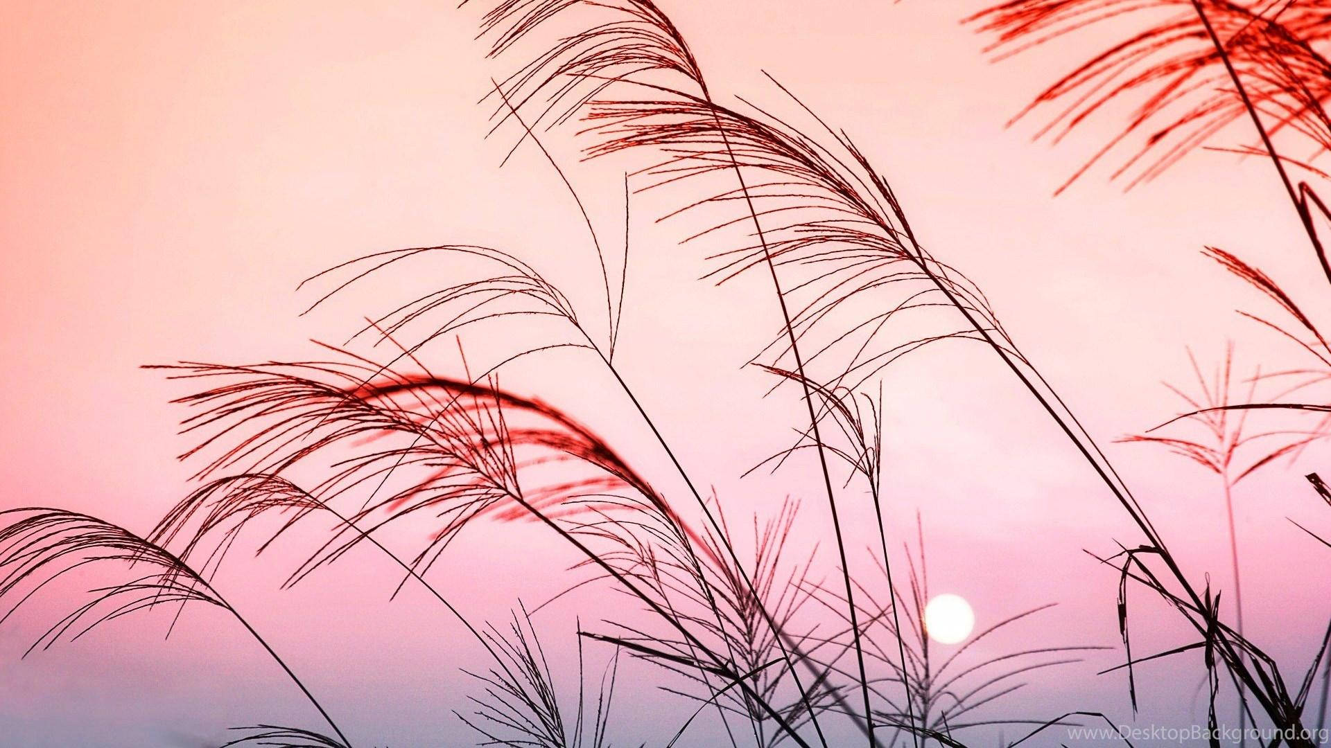 草剪影映襯粉紅色日落天空，有一顆發光的太陽。