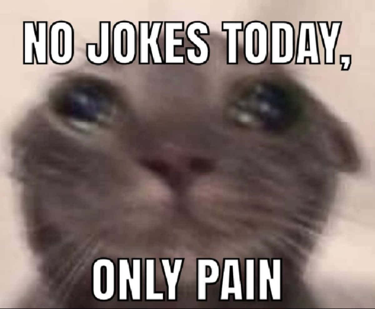 一隻模糊的灰色貓咪，帶有銳利眼神和文字「NO JOKES TODAY ONLY PAIN」。