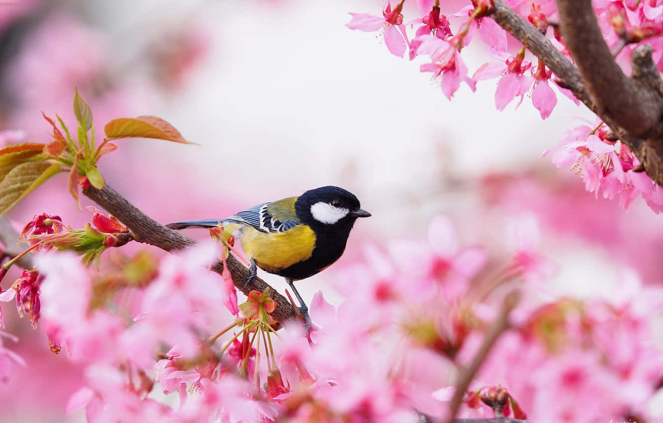 以櫻花PC享受您的桌面體驗 壁紙 — 春天場景中，一隻充滿活力的鳥棲息在柔和的粉紅色櫻花間的樹枝上。