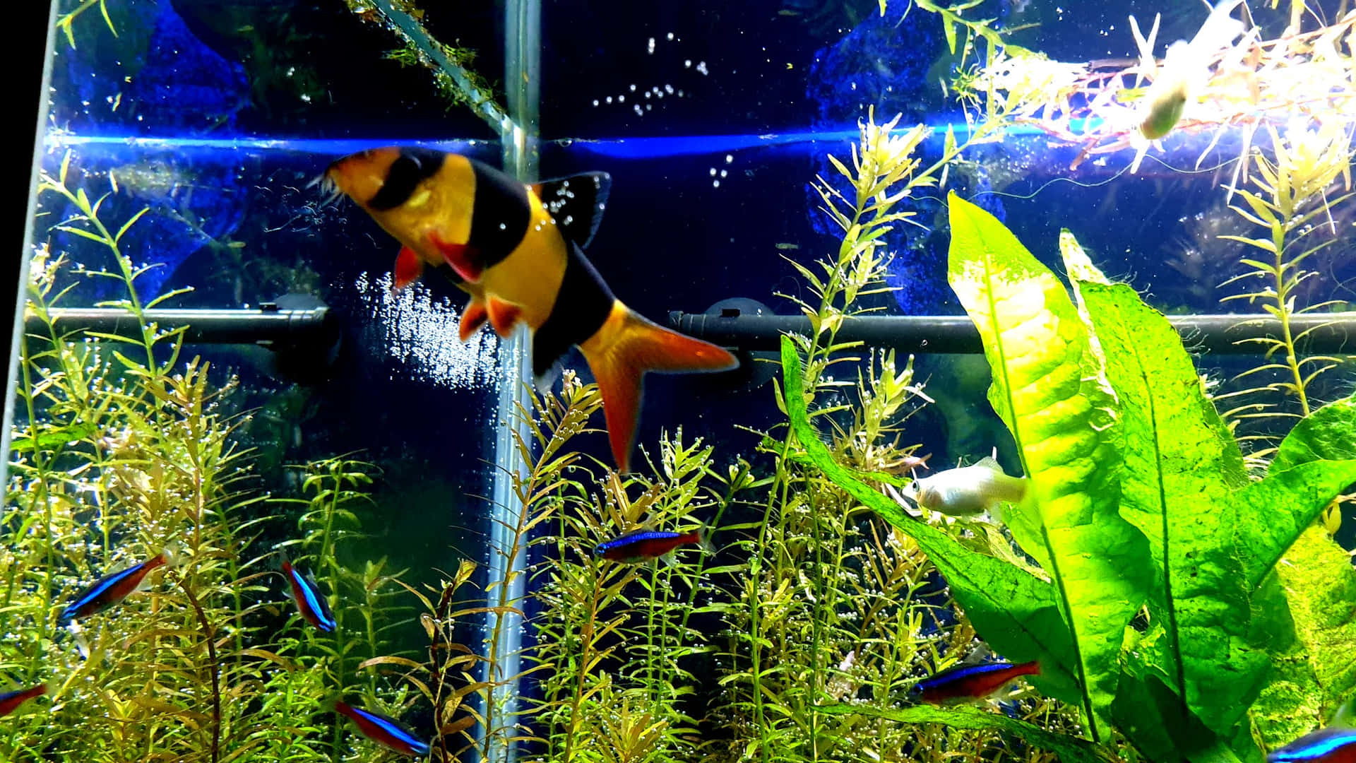 藍色魚缸中色彩繽紛的魚類和綠色植物，氣泡上升。