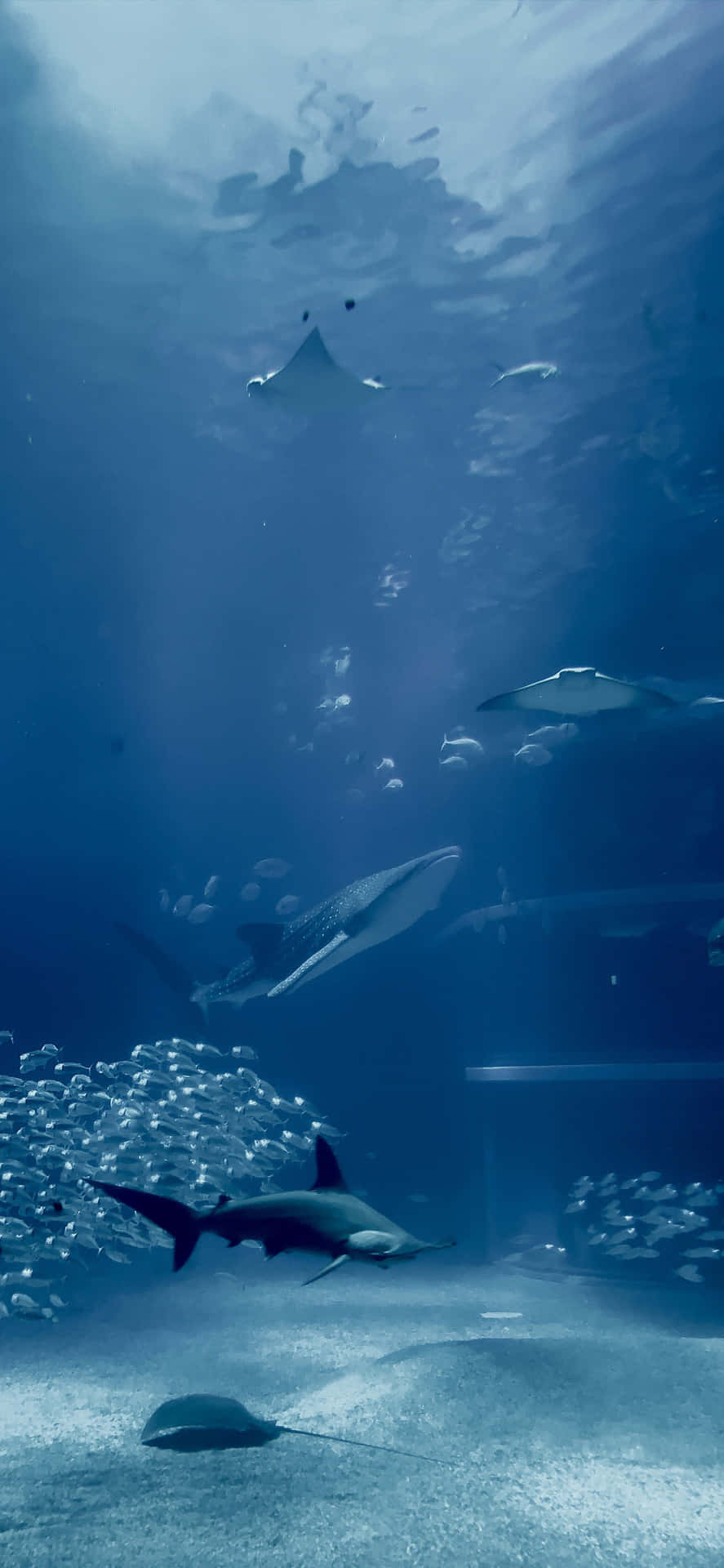 鯊魚和魔鬼魚在深藍色的水族箱中優雅地游動，陽光穿透水面。