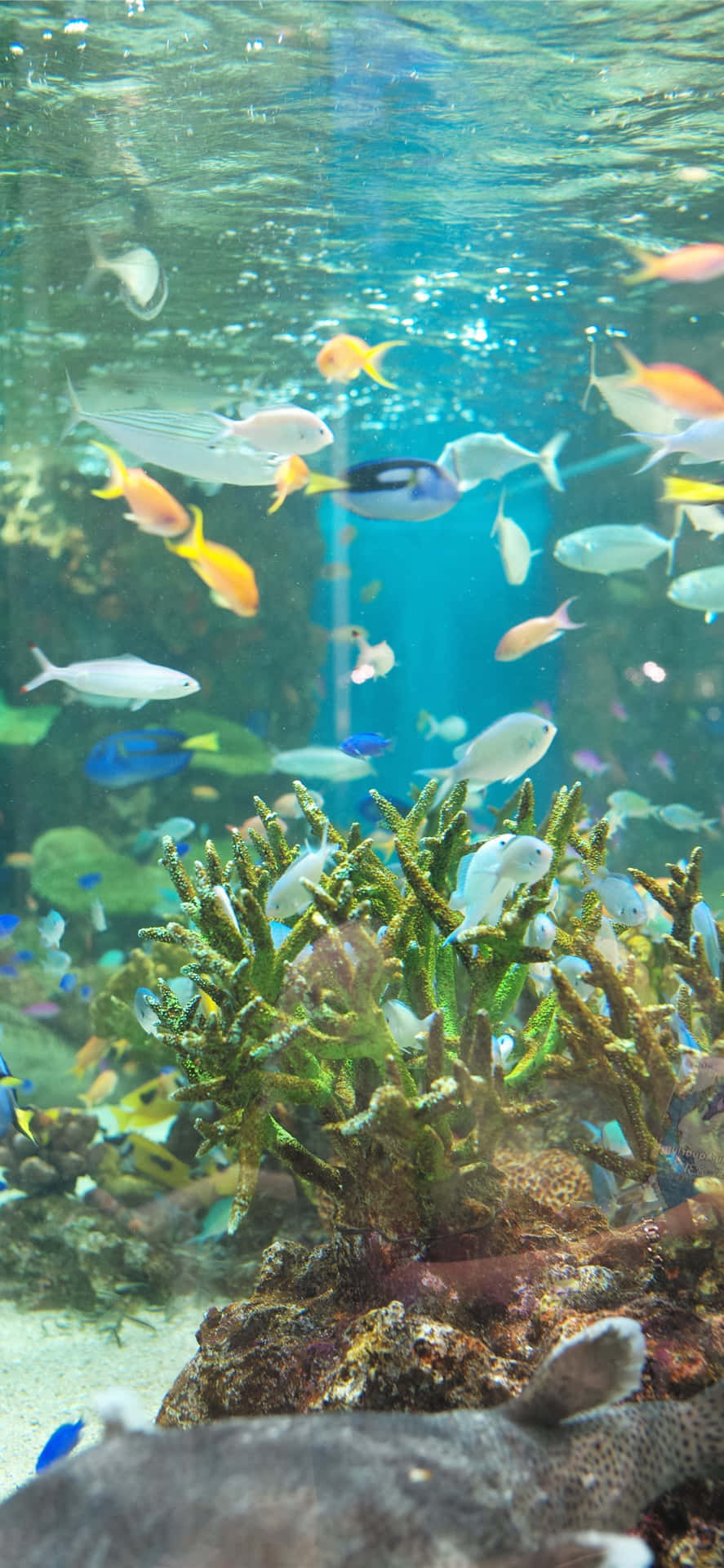 色彩繽紛的熱帶魚在清澈的水族箱中圍繞珊瑚和岩石游動。