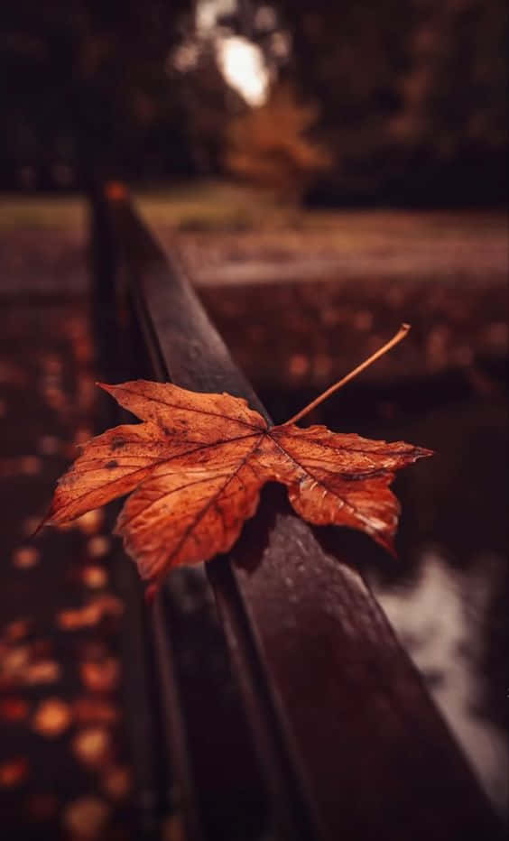 秋天公園的木長椅上的一片橙色楓葉。