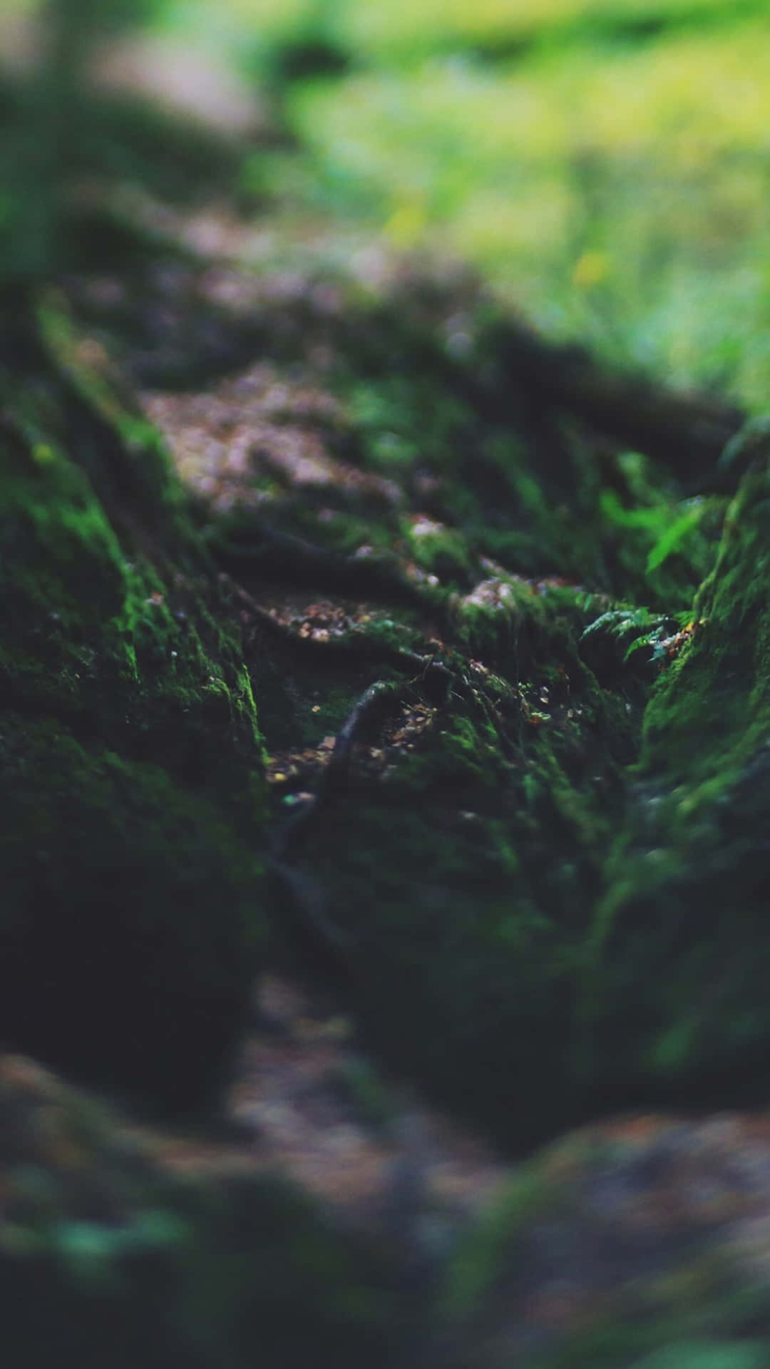 森林中覆蓋苔蘚的樹皮特寫，背景模糊。