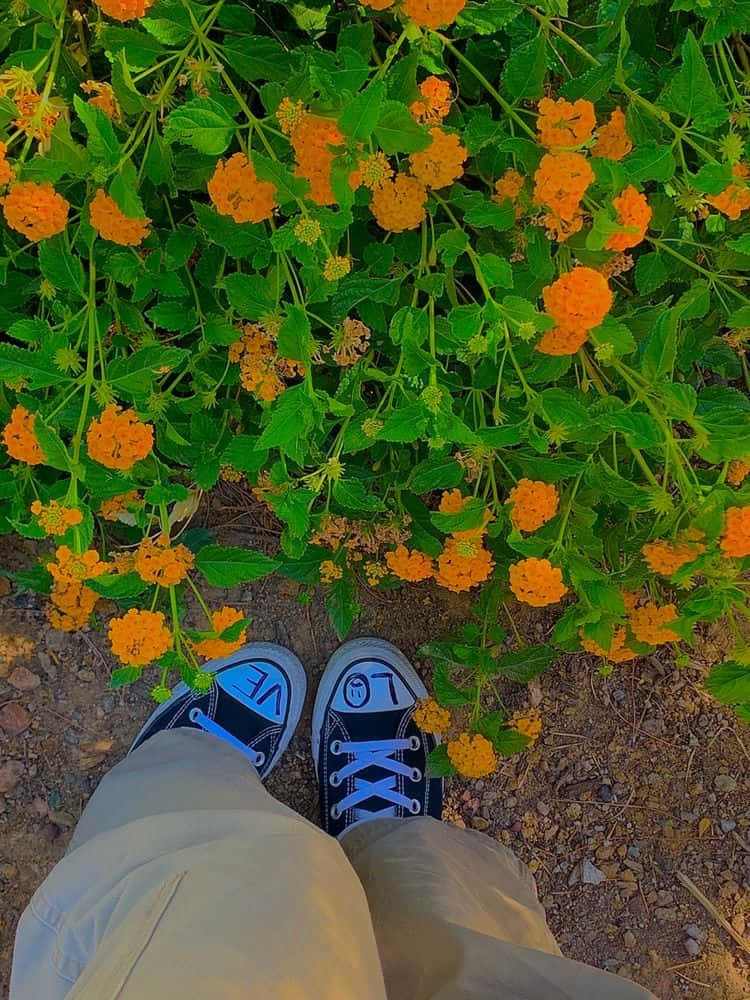 穿著藍色運動鞋的人站在橙色開花植物叢中。