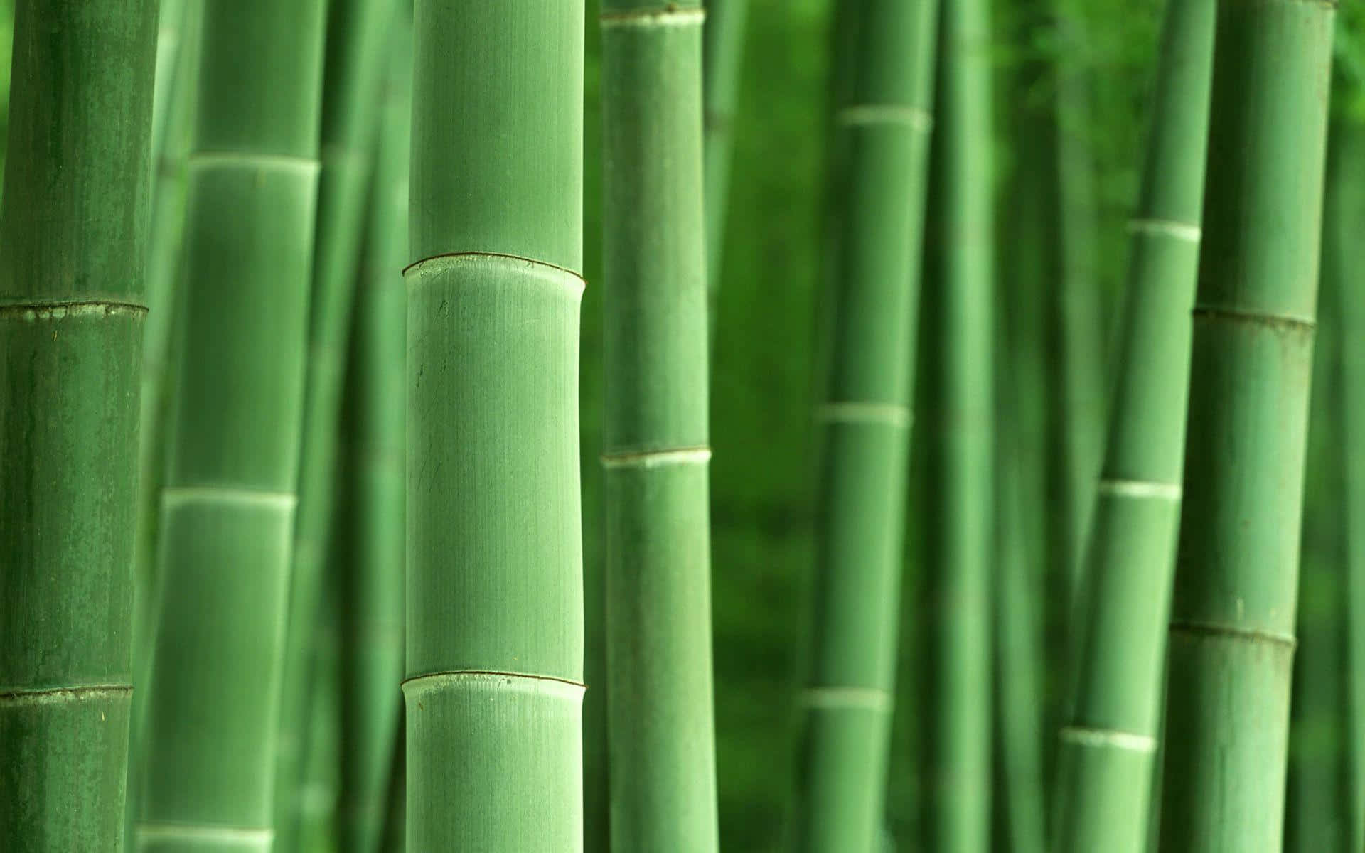 以竹桌面將自然帶入你的工作空間 壁紙 — 高大的綠色竹莖在茂密的森林中緊密地生長在一起，柔和自然光線穿過其間。