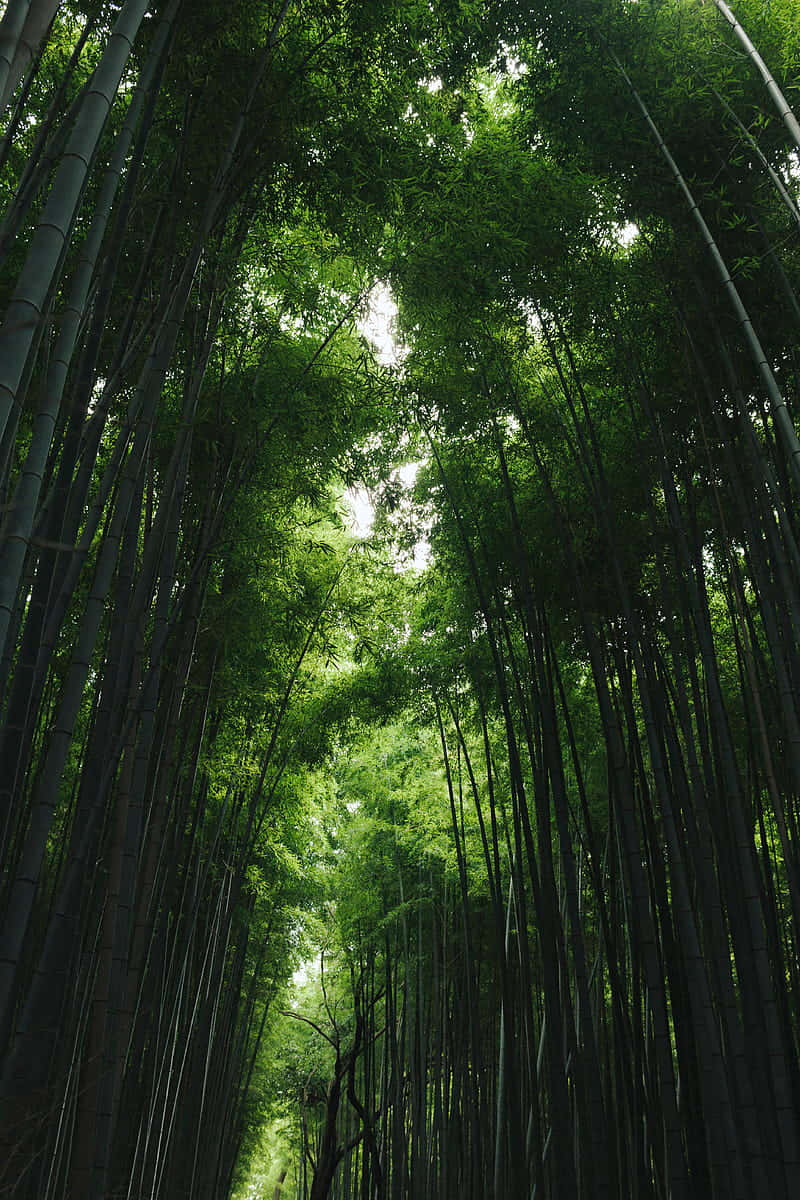 高聳的竹莖營造出陰涼的森林樹冠，陽光斑駁。