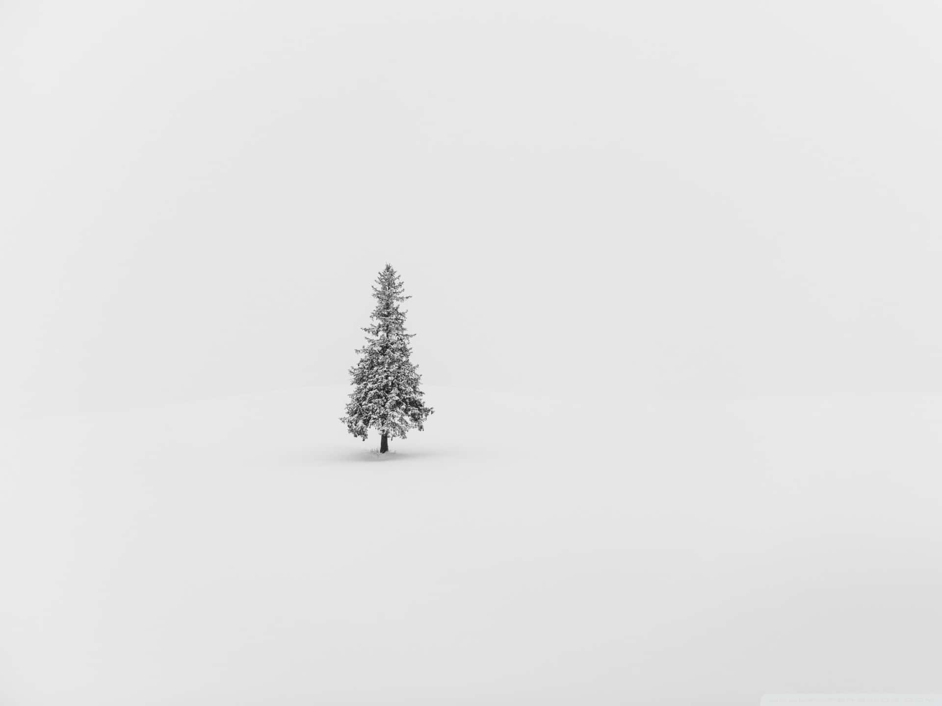廣闊雪地中的一棵被雪覆蓋的松樹。