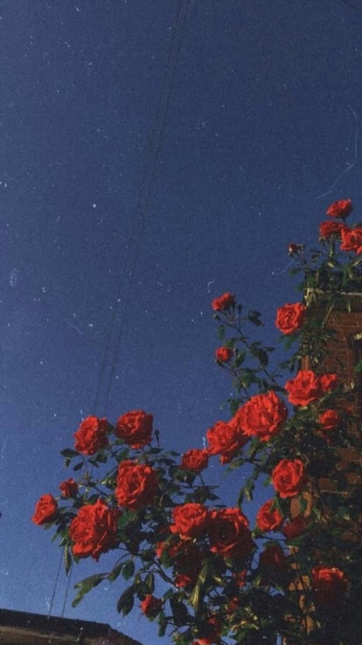 紅玫瑰在星空下與電線