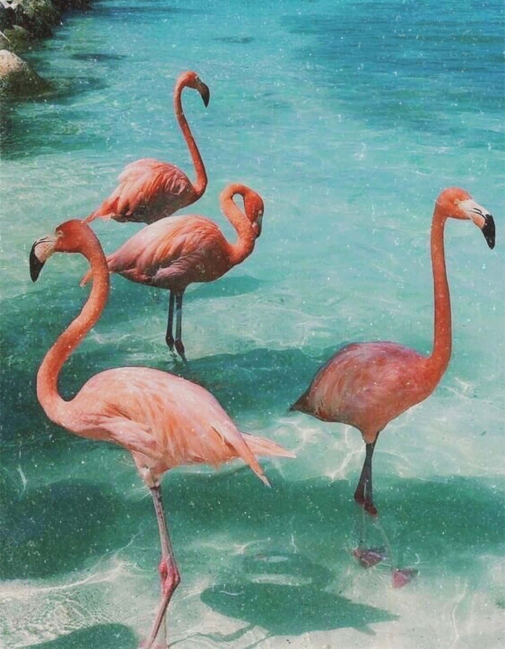 四隻粉紅色火烈鳥站在岩石附近清澈的藍綠色水中。