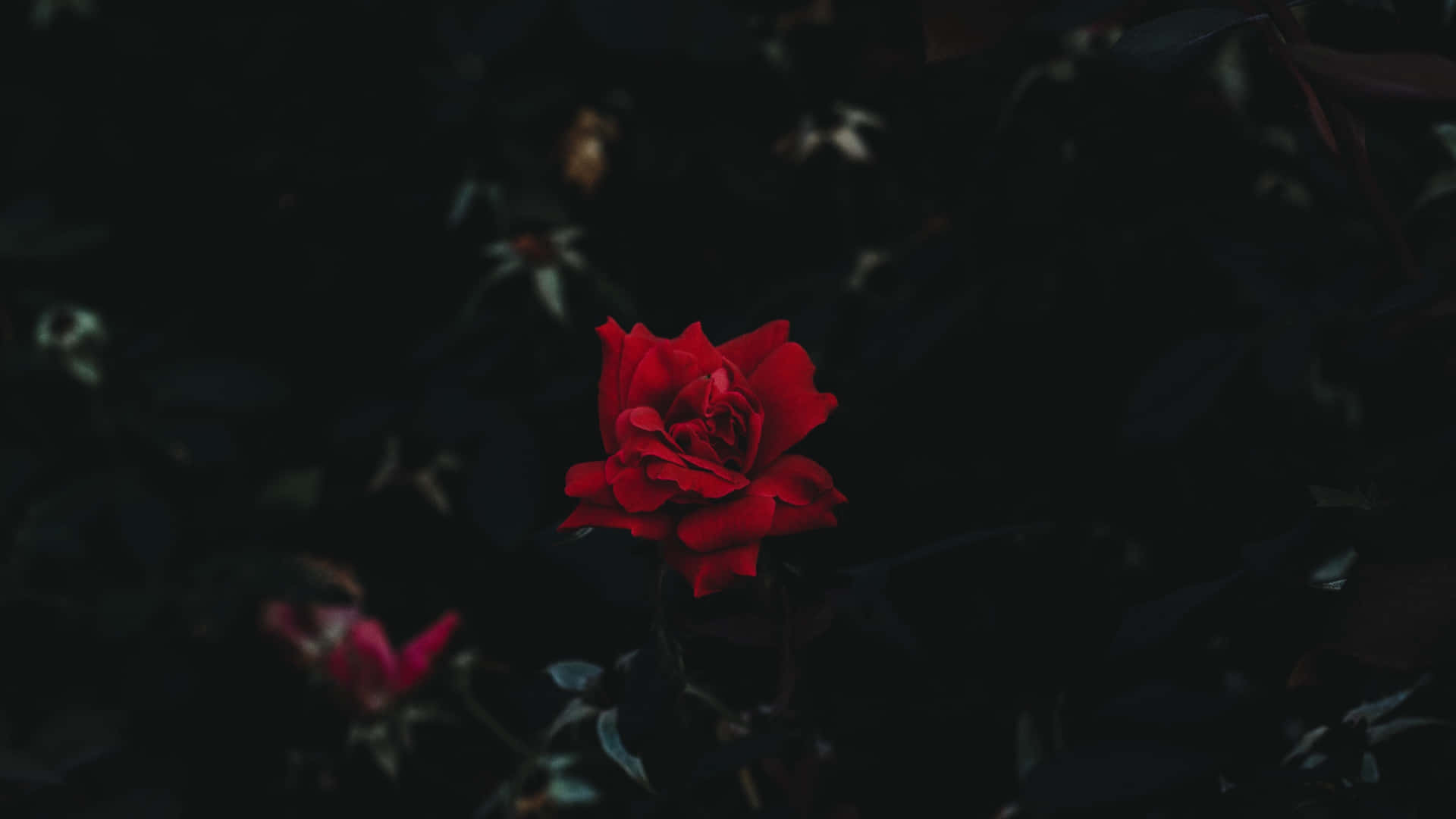 一朵紅玫瑰在夜晚的黑暗花園中脫穎而出。