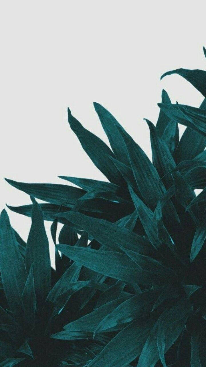 深藍綠色尖刺葉片與淺灰色背景。