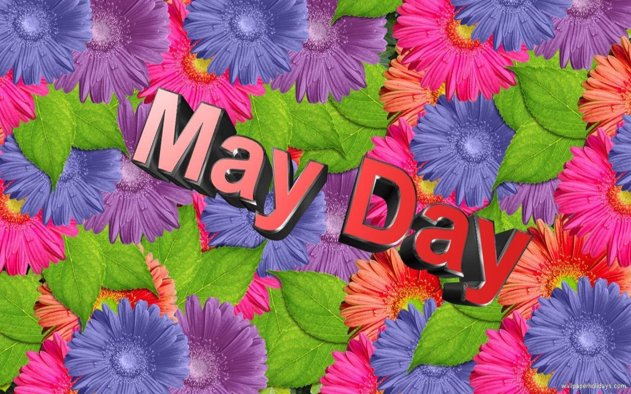 May Day 文字以3D字體呈現，置於色彩繽紛的非洲菊雛菊和綠葉之上。
