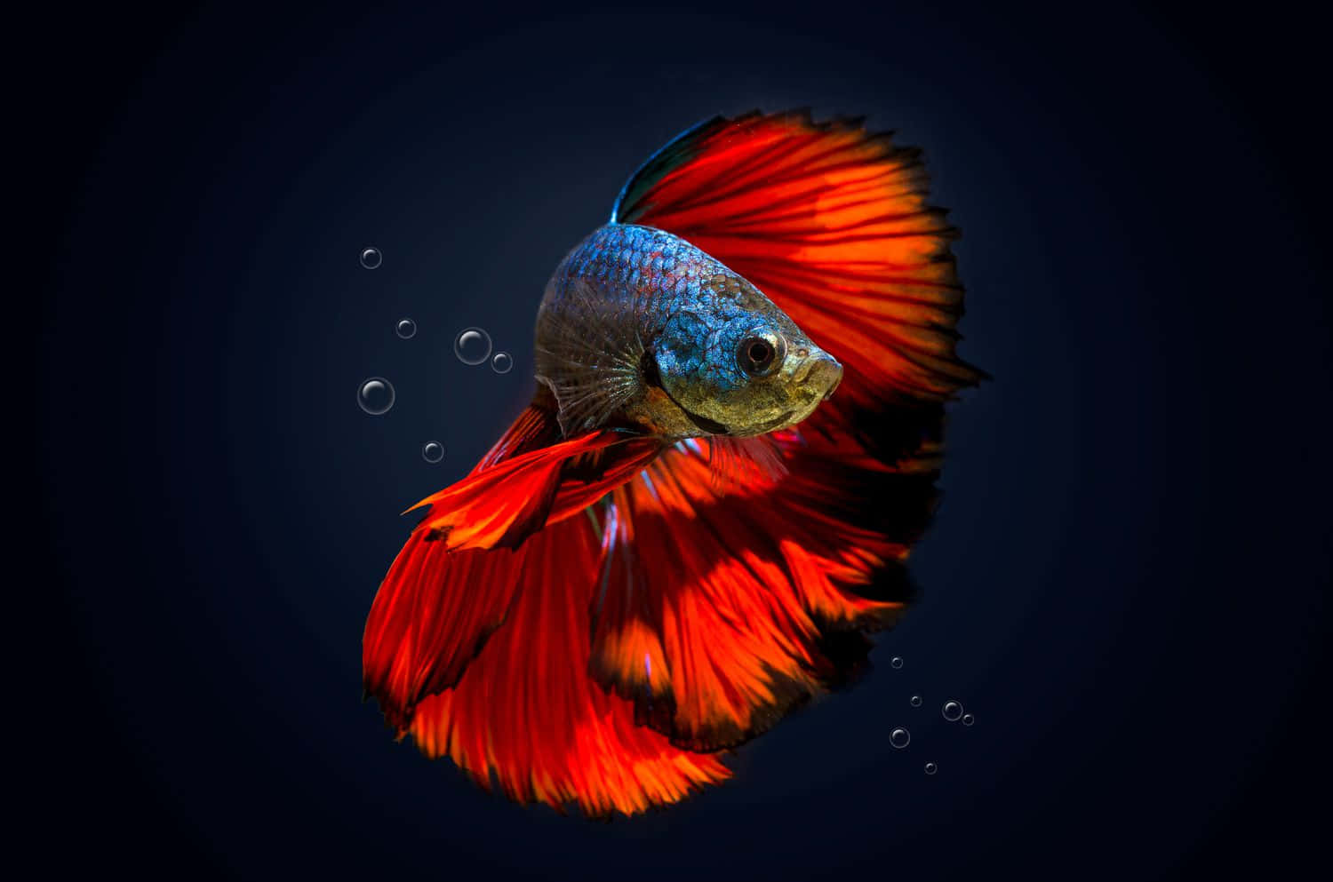 一條色彩繽紛的鬥魚，擁有流動的紅色魚鰭和藍色鱗片，在帶有氣泡的暗水中游動。