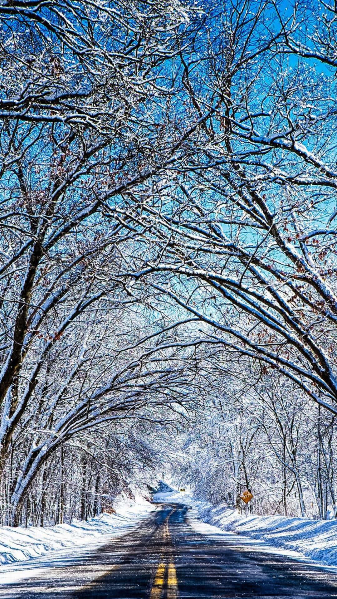 在清澈的藍天下，光禿禿的樹木排列在雪路上。