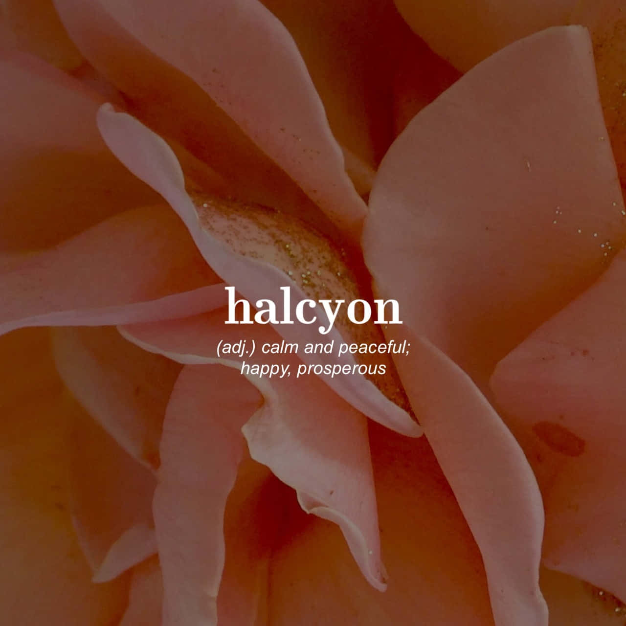 蜜桃色玫瑰花瓣特寫，上面有文字疊加定義halcyon為平靜、和平、快樂、繁榮。