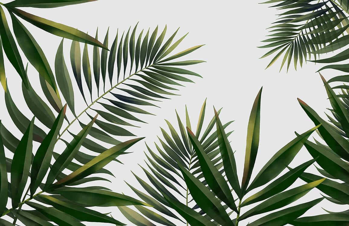 熱帶棕櫚葉以現代植物圖案排列在白色背景上。