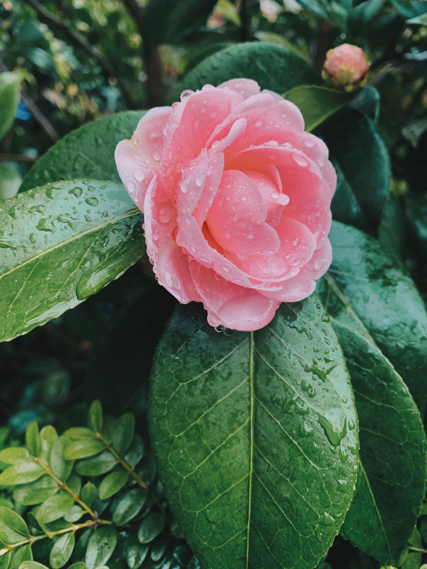 粉紅色山茶花，綠葉上有水珠