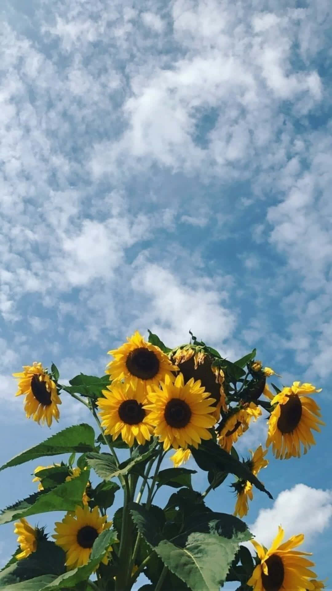 向日葵伸向帶有白雲的藍天。
