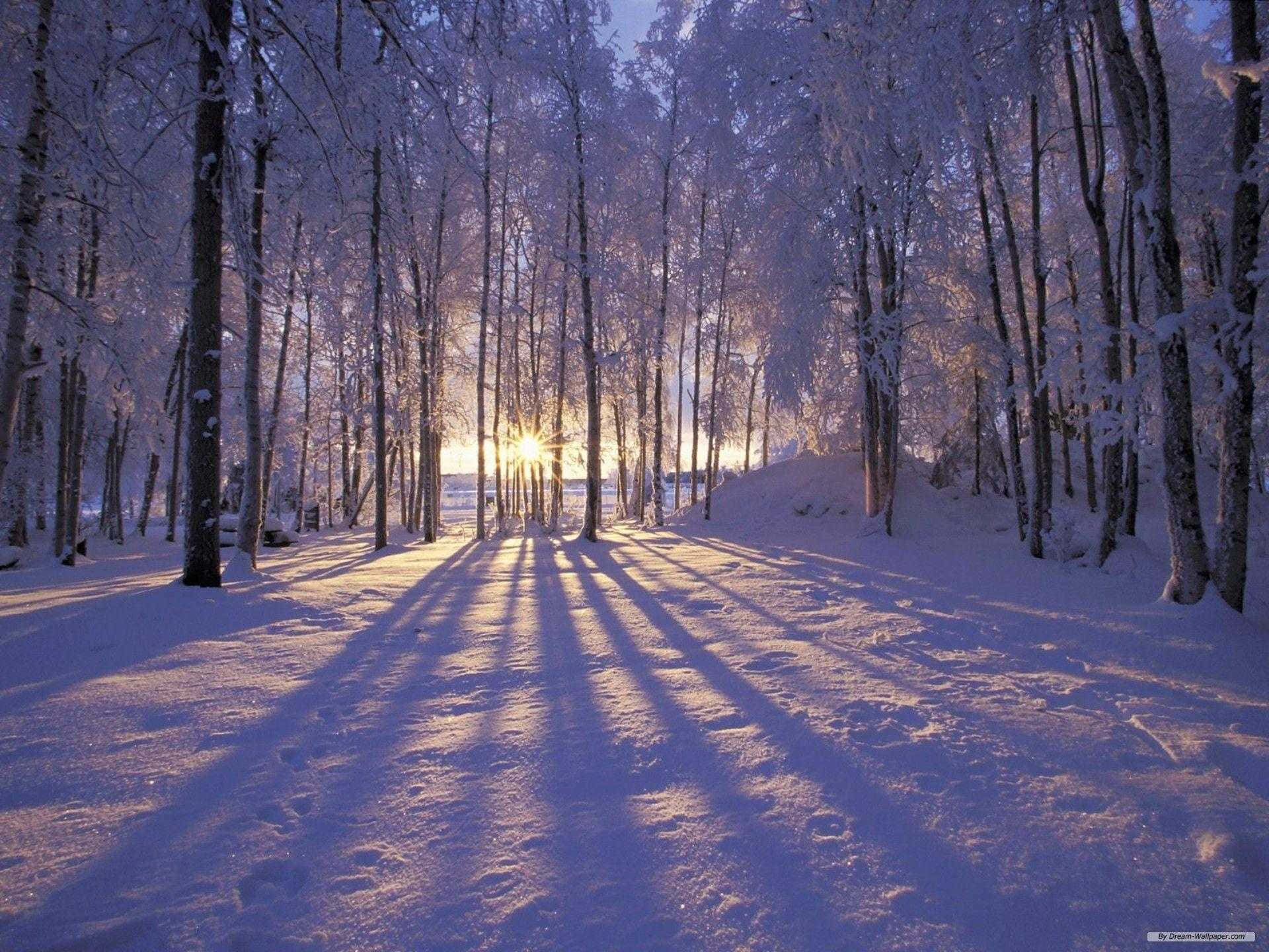 陽光穿過積雪的樹木，在冬季森林小徑上投下長長的陰影。