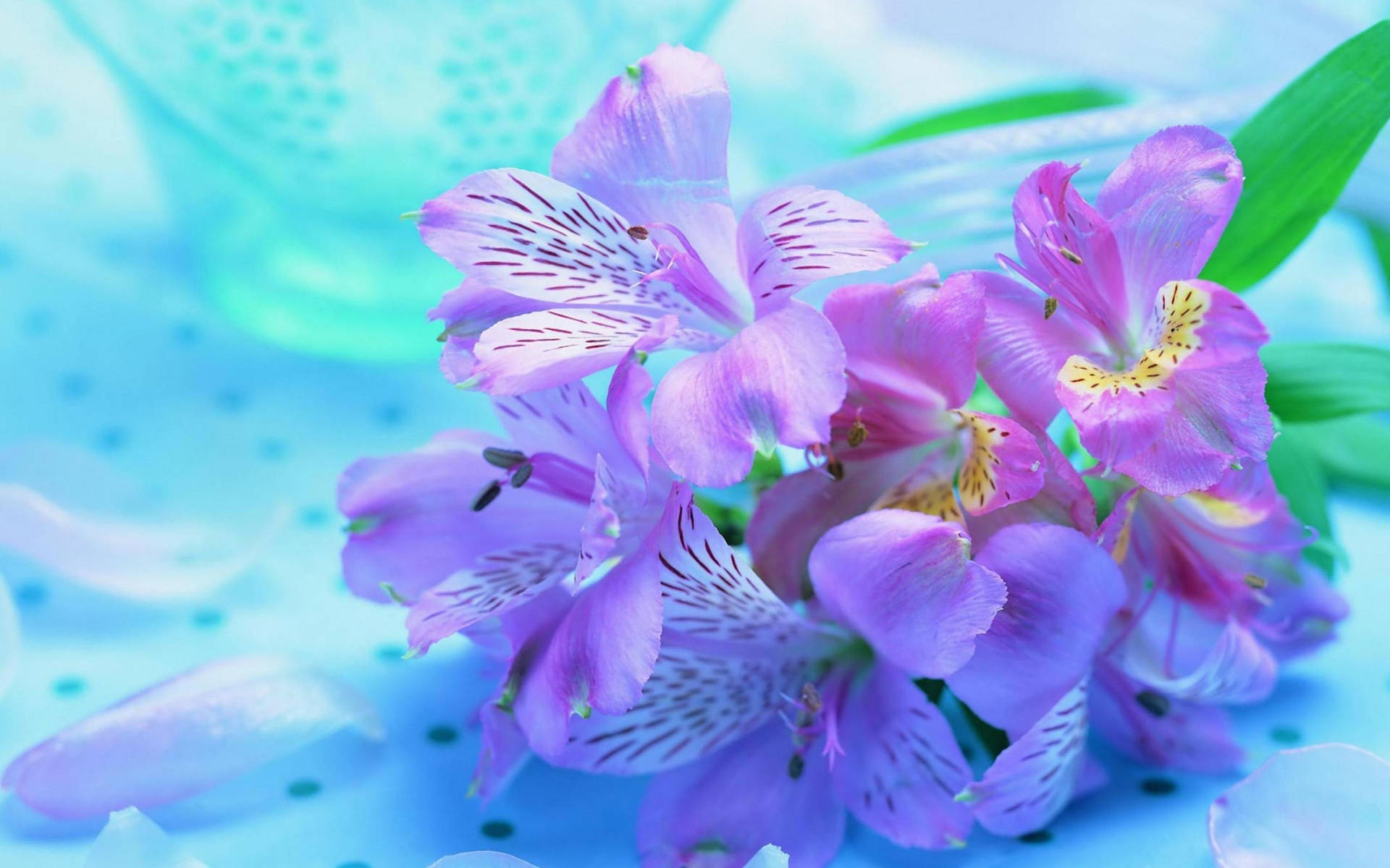 在藍色圓點表面上帶有白色條紋的紫色六出花。