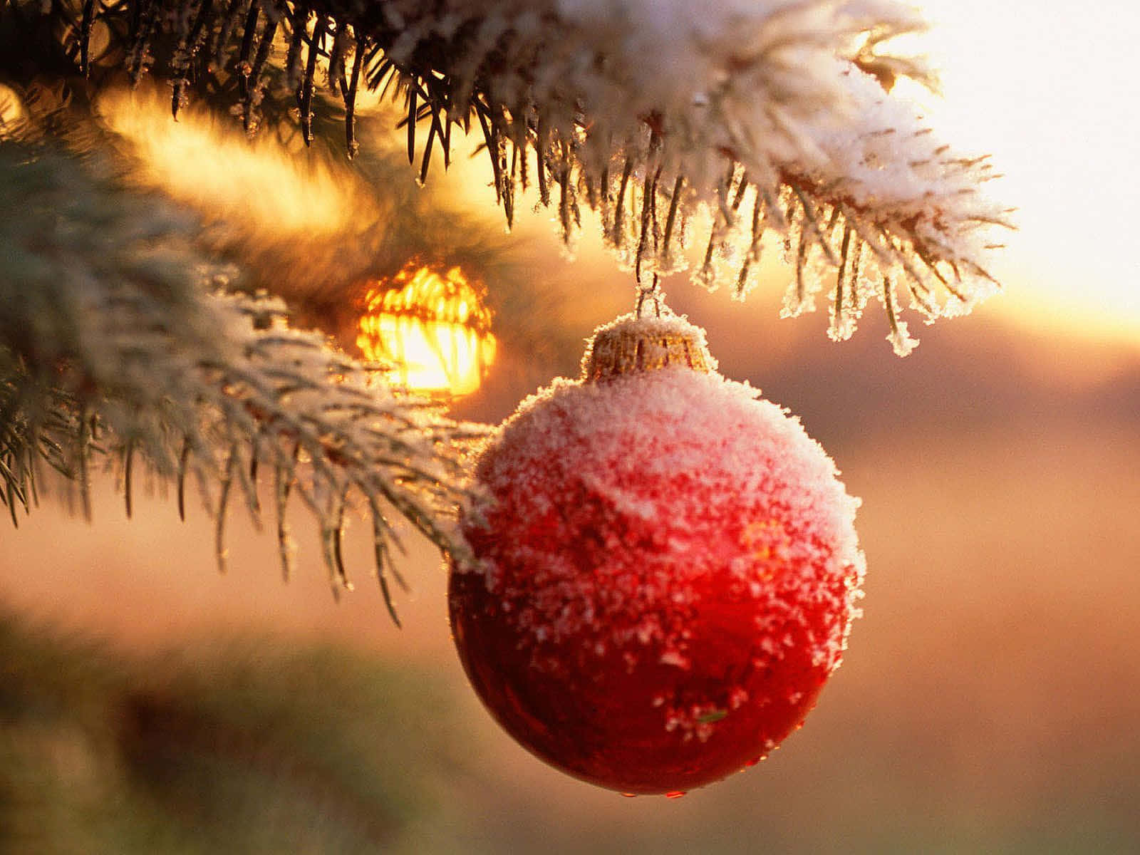 結霜的紅色聖誕裝飾掛在夕陽下白雪覆蓋的松樹枝上。