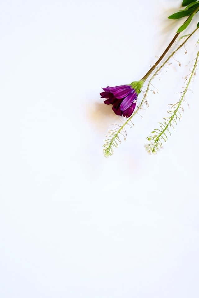 以花朵為主題的iPhone藝術插畫 壁紙 — 一朵鮮豔的紫色花朵，帶有纖細的綠色莖和細小的白色花蕾，斜放在潔白的表面上。