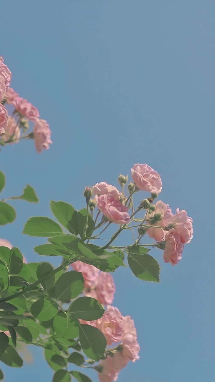 粉紅玫瑰與綠葉映襯著晴朗的藍天