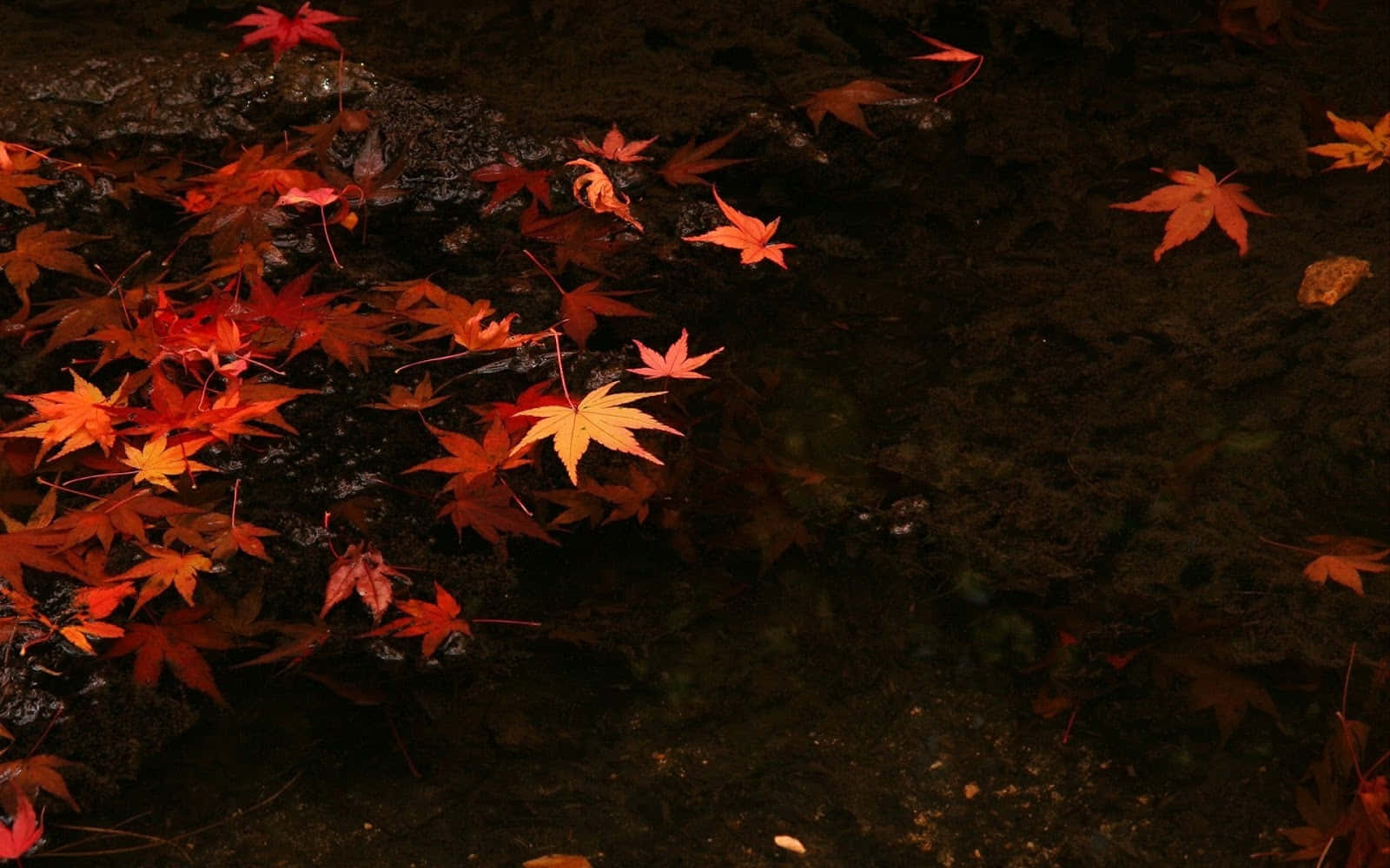 秋天的楓葉在黃昏時漂浮在平靜的深色水面上