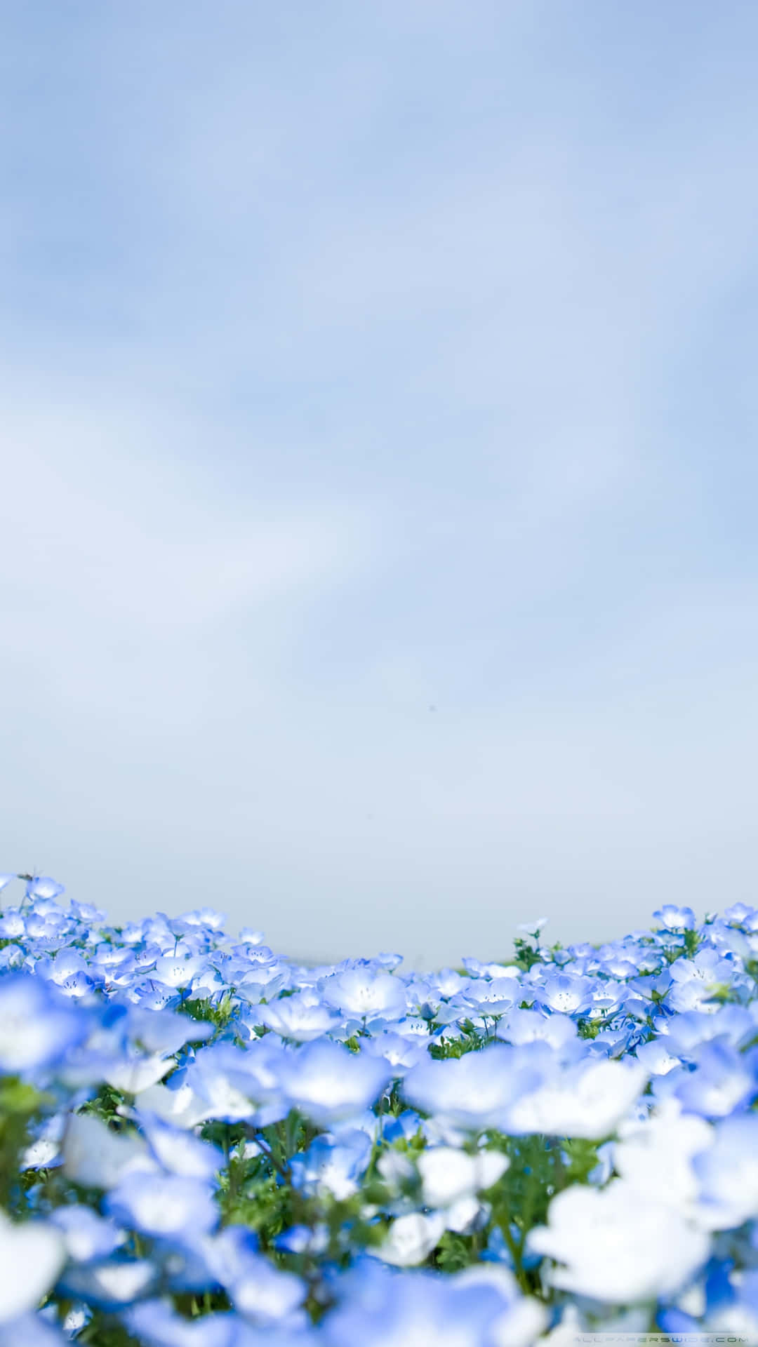 淡藍色天空下的藍色花田
