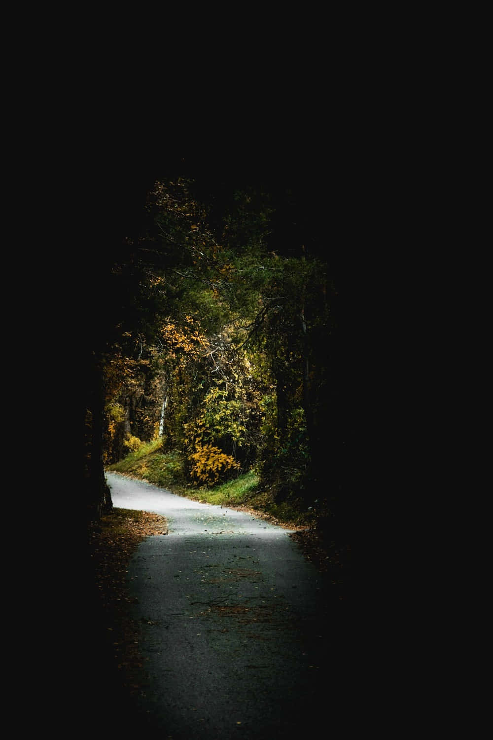 以超高清畫質點亮您的螢幕 — 最佳 AMOLED 壁紙 — 一條狹窄的森林小徑從黑暗中浮現，進入穿過茂密樹木的金色秋光。