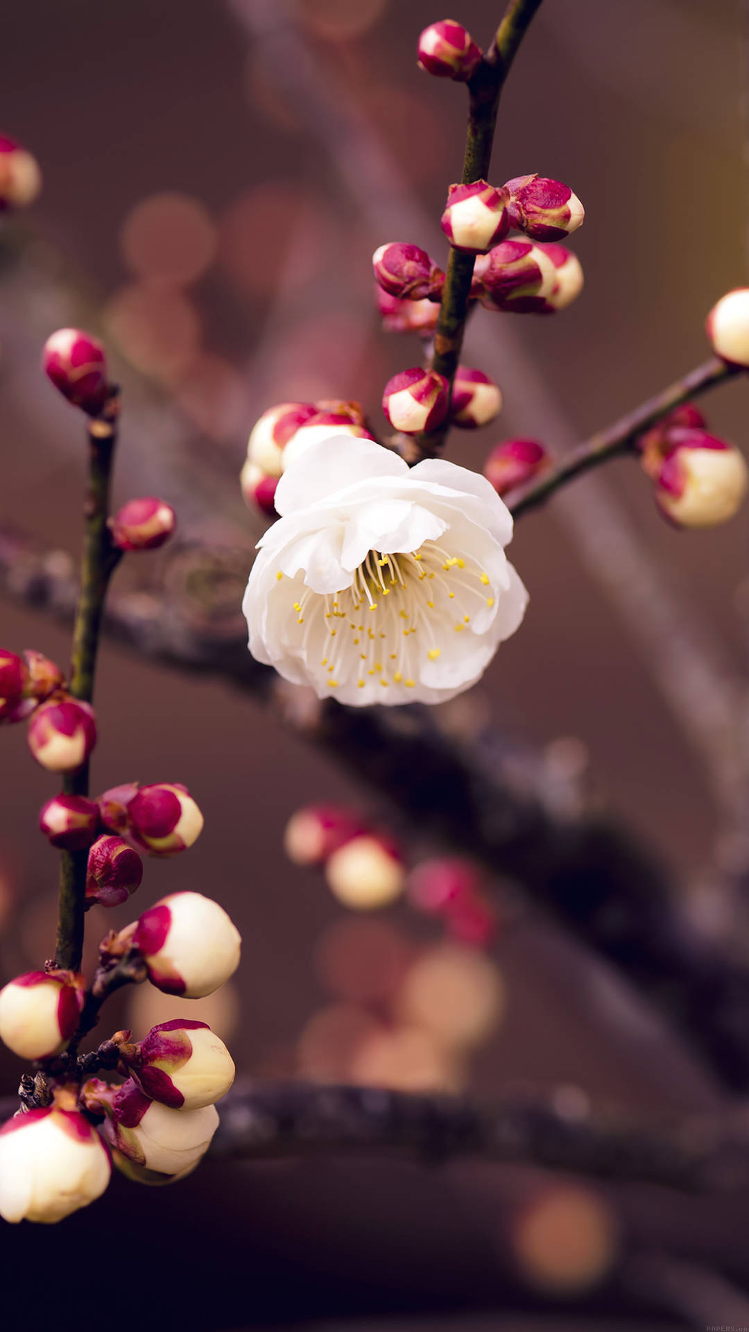 白色梅花，帶有黃色雄蕊和粉紅色花蕾，在深色樹枝上