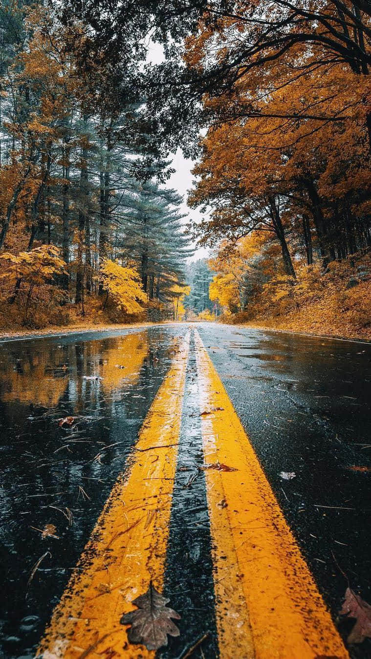 以這幅美麗秋日風景慶祝季節 壁紙 — 一條潮濕的秋日道路蜿蜒穿過森林，金黃色的樹葉在陰天下的水坑中倒映。
