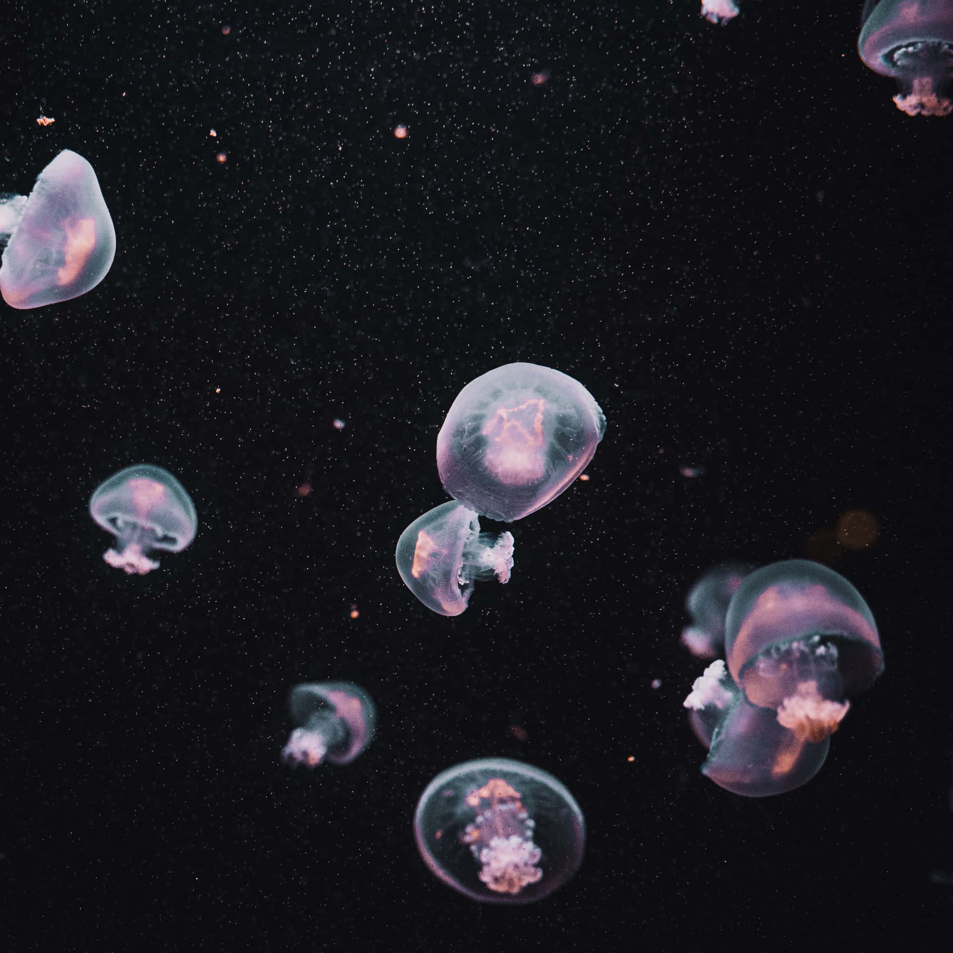水母在暗水中與漂浮粒子一起柔和發光。