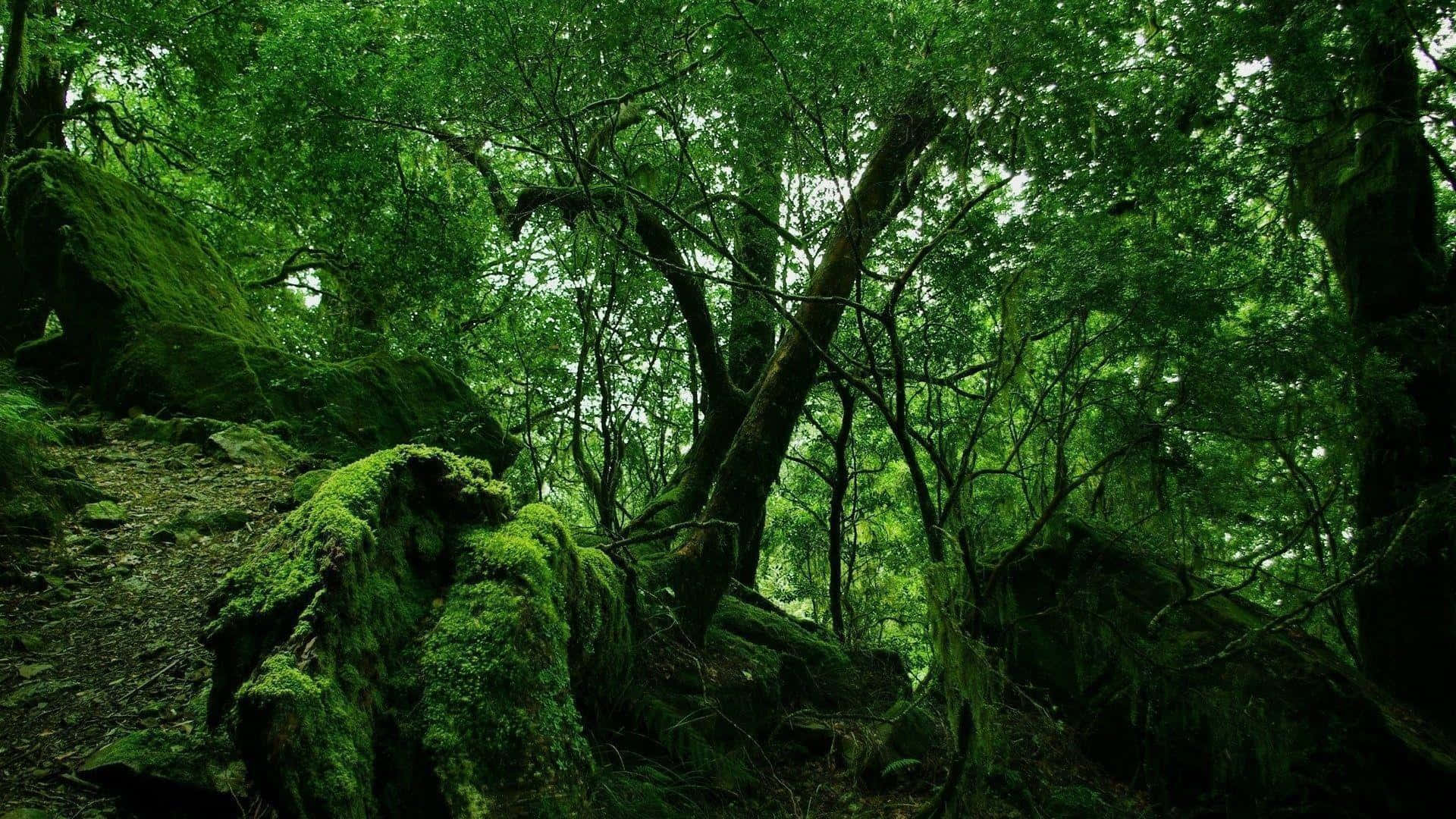 長滿苔蘚的森林地面，高大的樹木和過濾的陽光。