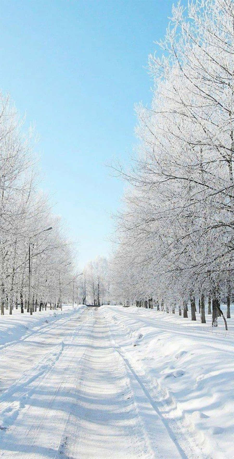 晴朗藍天下，兩旁結霜樹木的雪路。