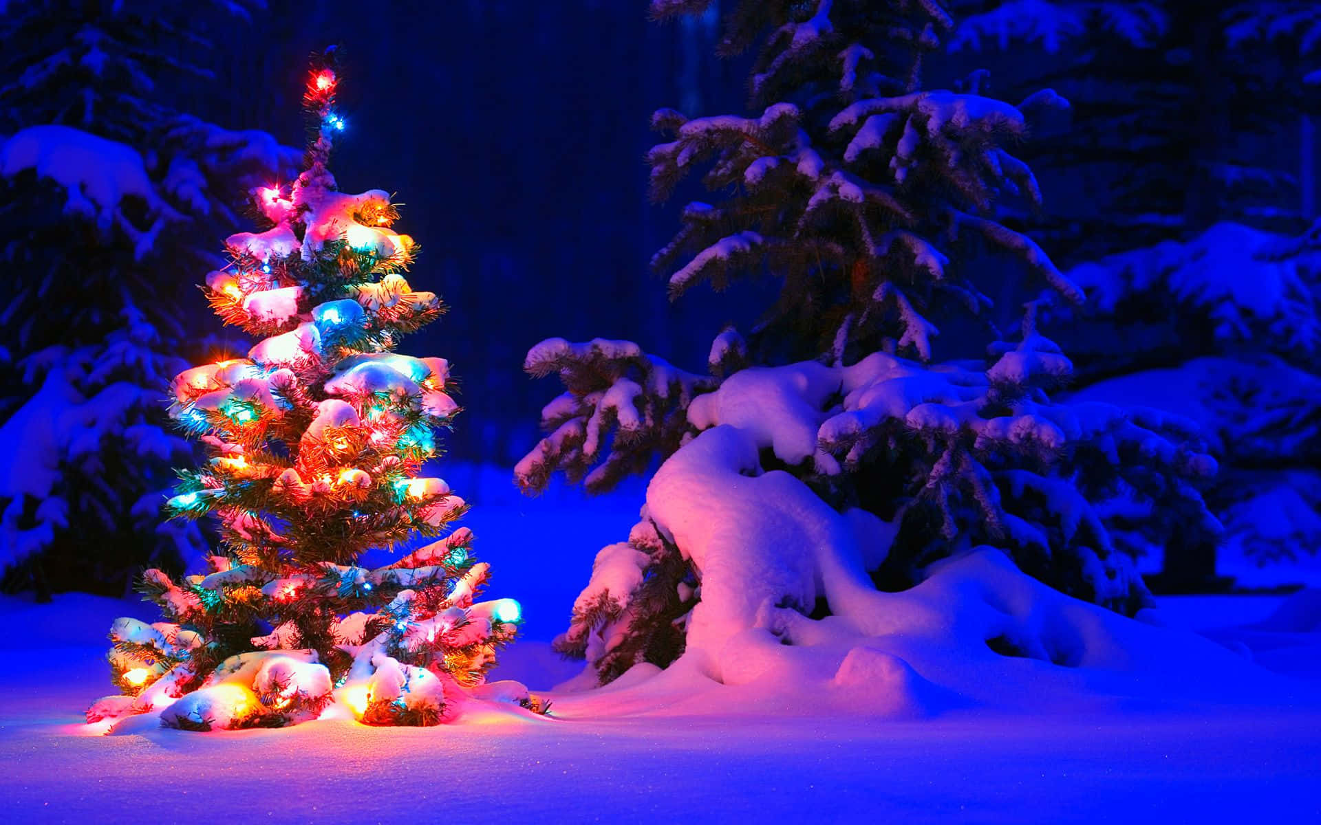 一棵裝飾的聖誕樹在雪覆蓋的森林中夜晚閃爍著彩色燈光。