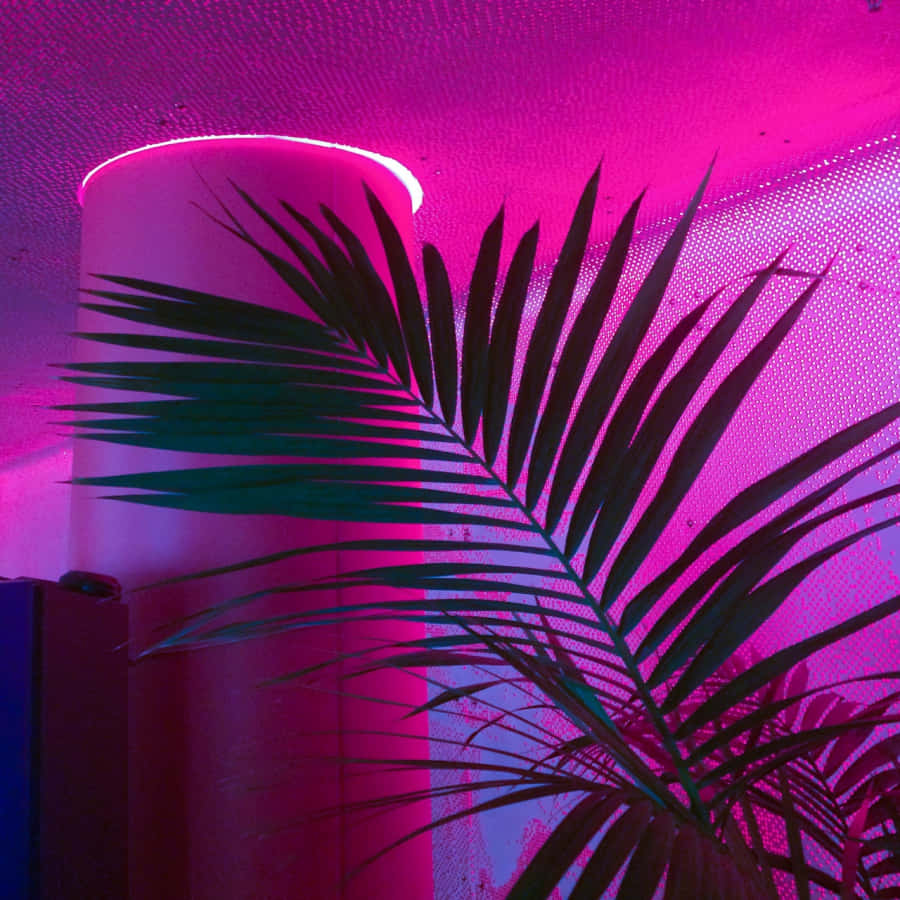 棕櫚葉與粉紅霓虹牆和發光燈
